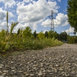 Hordeum murinum s'invite en ville